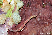 Corythoichthys-sp Syngnathe-St Johns Dangerous reef-14m-20121022-Denis-ADER-DSC_2375_tn
